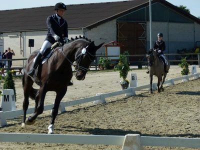 DressurKamen1 (Copy)