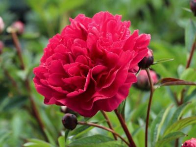 anspruchslose und winterharte Staudenpflanze, reiche Blüte, üppiges Grün