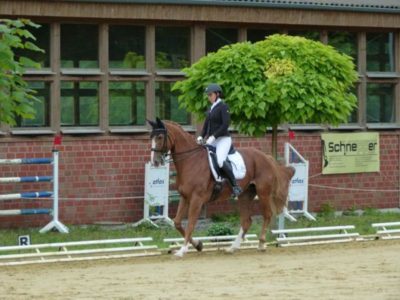 Dressurwettbewerb1 (Copy)